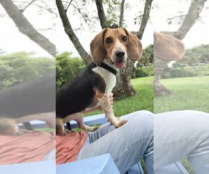 Medium Photo #1 Beagle Puppy For Sale in Weston, FL, USA