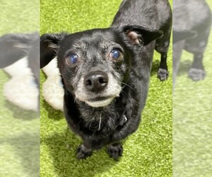Chiweenie Dogs for adoption in Coppell, TX, USA