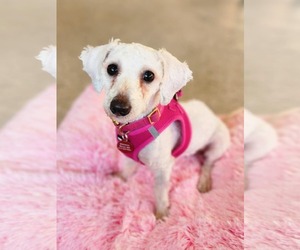 Bichon Frise-Unknown Mix Dogs for adoption in St. Louis Park, MN, USA