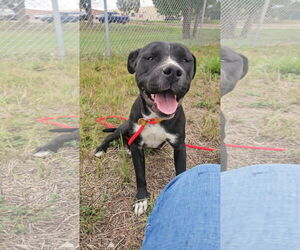 American Pit Bull Terrier-Unknown Mix Dogs for adoption in Las Vegas, NM, USA