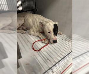 Mutt Dogs for adoption in Houston, TX, USA