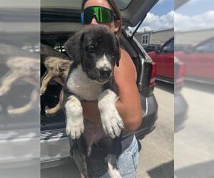 American Bulldog Dogs for adoption in Houston, TX, USA
