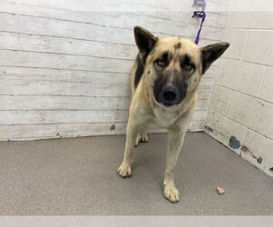 German Shepherd Dog Dogs for adoption in San Bernardino, CA, USA