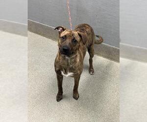 Mutt Dogs for adoption in Las Vegas, NV, USA