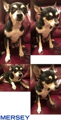 Chihuahua Dogs for adoption in DALLAS, TX, USA