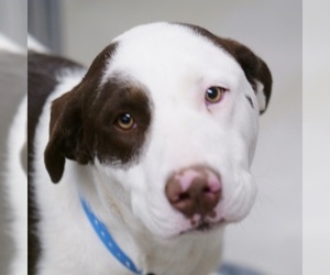 Lab-Pointer Dogs for adoption in Las Vegas, NV, USA