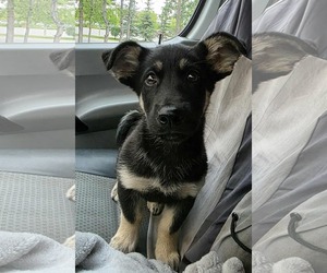 Huskies -Unknown Mix Dogs for adoption in Anchorage, AK, USA