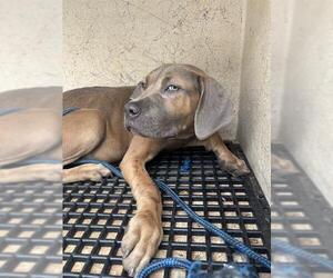 Mastiff-Unknown Mix Dogs for adoption in Oklahoma City, OK, USA