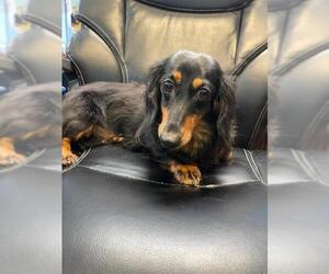Dachshund Dogs for adoption in Foristell, MO, USA