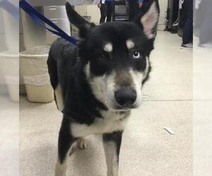 Siberian Husky-Unknown Mix Dogs for adoption in Riverside, CA, USA