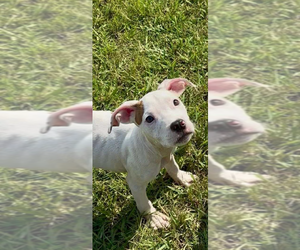 American Pit Bull Terrier-American Staffordshire Terrier Mix Dogs for adoption in Wenonah, NJ, USA