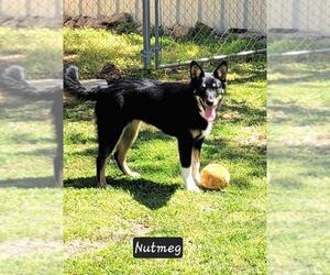 Border Collie-Unknown Mix Dogs for adoption in Granbury, TX, USA