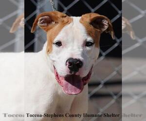 Boxer-Unknown Mix Dogs for adoption in Toccoa, GA, USA