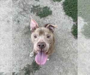 American Pit Bull Terrier-Unknown Mix Dogs for adoption in Rowlett, TX, USA