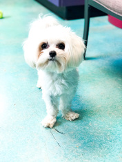 Maltese Dogs for adoption in Guthrie, OK, USA