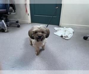 Mutt Dogs for adoption in Pasadena, CA, USA