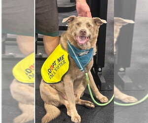 Aussiedor Dogs for adoption in Chandler, AZ, USA