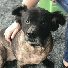 Chow Chow Dogs for adoption in Atlanta, GA, USA