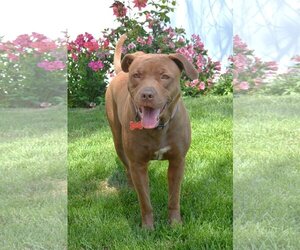 American Staffordshire Terrier Dogs for adoption in Lake elsinore, CA, USA