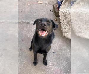 Labrador Retriever Dogs for adoption in Ogden, UT, USA