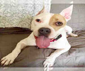 American Bulldog Dogs for adoption in Tallahassee, FL, USA