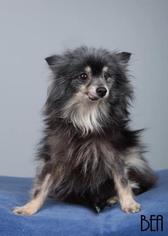 Pomeranian Dogs for adoption in Ashland, WI, USA