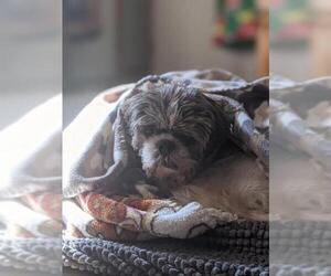Mal-Shi Dogs for adoption in Boonton, NJ, USA