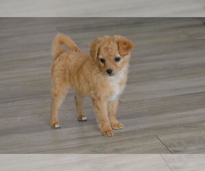 Dachshund Dogs for adoption in Hesperia, CA, USA