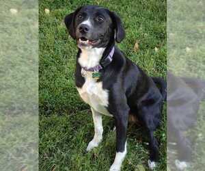 Labrador Retriever-Unknown Mix Dogs for adoption in Elmsford, NY, USA
