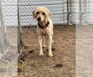 Goldendoodle (Miniature) Dogs for adoption in Stroudsburg, PA, USA