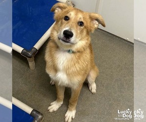 Gollie Dogs for adoption in Washington, DC, USA