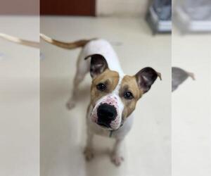 American Pit Bull Terrier Dogs for adoption in Center Township, PA, USA