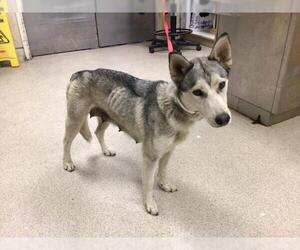 Siberian Husky Dogs for adoption in Riverside, CA, USA