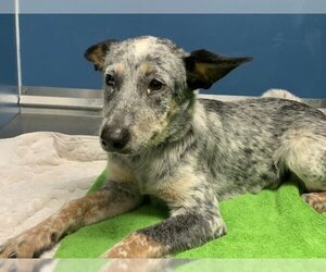Mutt Dogs for adoption in Conroe, TX, USA