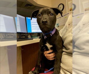 American Pit Bull Terrier-German Shepherd Dog Mix Dogs for adoption in Fort Wayne, IN, USA