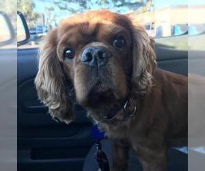 Cavalier King Charles Spaniel Dogs for adoption in Tempe, AZ, USA