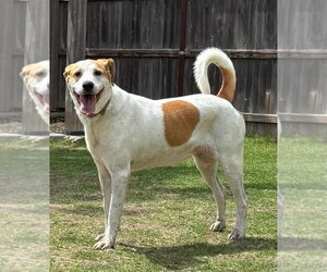 American Foxhound-Labrador Retriever Mix Dogs for adoption in Great Bend, KS, USA