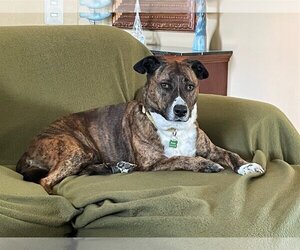 Bullmasador Dogs for adoption in Baltimore, MD, USA