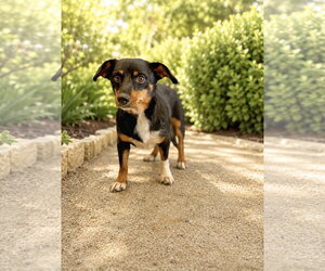 Mutt Dogs for adoption in PIPE CREEK, TX, USA