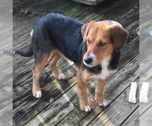 Beagle Dogs for adoption in Madisonville, TN, USA