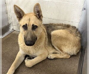 German Shepherd Dog Dogs for adoption in San Bernardino, CA, USA