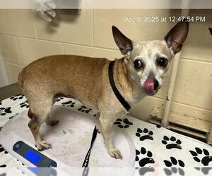 Chihuahua Dogs for adoption in Ocala, FL, USA