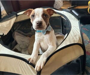 Mutt Dogs for adoption in Martinez, CA, USA