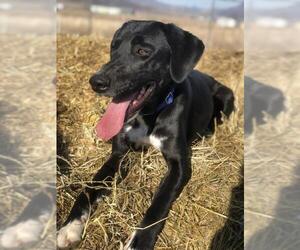 Labrador Retriever-Unknown Mix Dogs for adoption in Yreka, CA, USA