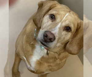 Labrador Retriever Dogs for adoption in Saint Charles, MO, USA