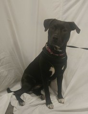 Labrador Retriever-Unknown Mix Dogs for adoption in Baton Rouge, LA, USA