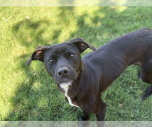 Labrador Retriever-Unknown Mix Dogs for adoption in Tulsa, OK, USA