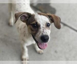 Australian Cattle Dog-Unknown Mix Dogs for adoption in Tulsa, OK, USA