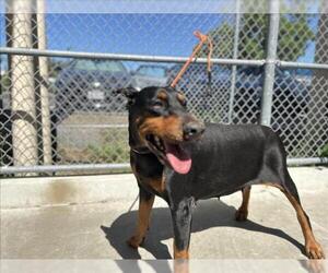 Doberman Pinscher Dogs for adoption in Martinez, CA, USA