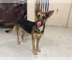 German Shepherd Dog-Unknown Mix Dogs for adoption in Conroe, TX, USA
